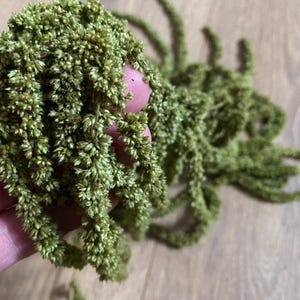 Green Preserved Hanging Amaranthus, Preserved Amaranth, natural preserved amaranth, hanging amaranth, natural home decor, unique