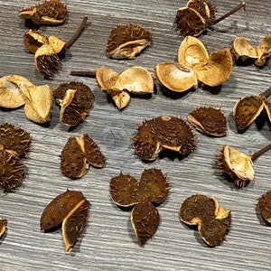 Könnte beinhalten: Eine Sammlung von 18 braunen und beigefarbenen stacheligen Kastanienburren, einige offen und einige geschlossen, verstreut auf einer Holzoberfläche.