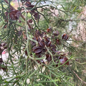 May include: Close-up of a tree branch with green needles and brown seed pods. The image is focused on the intricate details of the foliage, showcasing the texture and color variations of the plant.