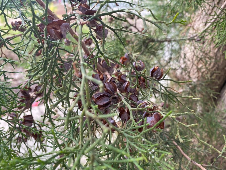 May include: Close-up of a tree branch with green needles and brown seed pods. The image is focused on the intricate details of the foliage, showcasing the texture and color variations of the plant.