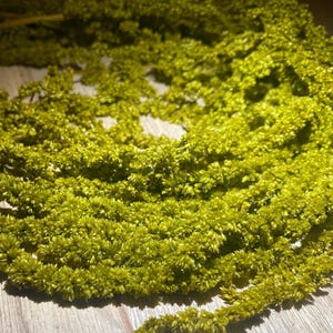 Green Preserved Hanging Amaranthus, Preserved Amaranth, natural preserved amaranth, hanging amaranth, natural home decor, unique