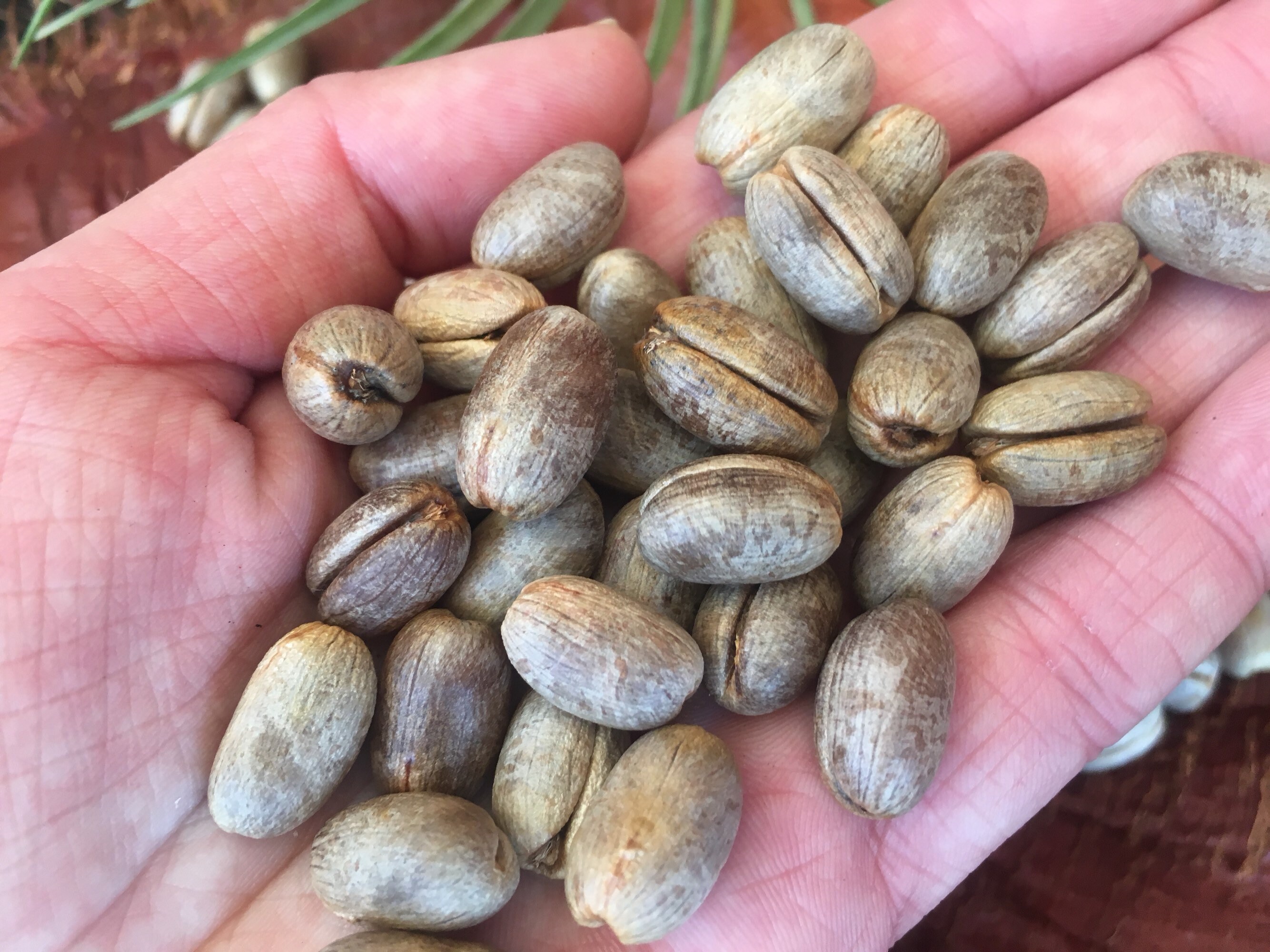 Dried date seeds for decorations Not Suitable for eat Etsy