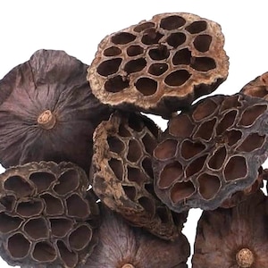 Lotus Seed Pods, Lotus Pods, Christmas Decorations, Natural Pods, Lotus flowers pods