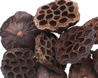 10 medium Lotus Seed Pods, Lotus Pods, Christmas Decorations, Natural Pods, Lotus flowers pods