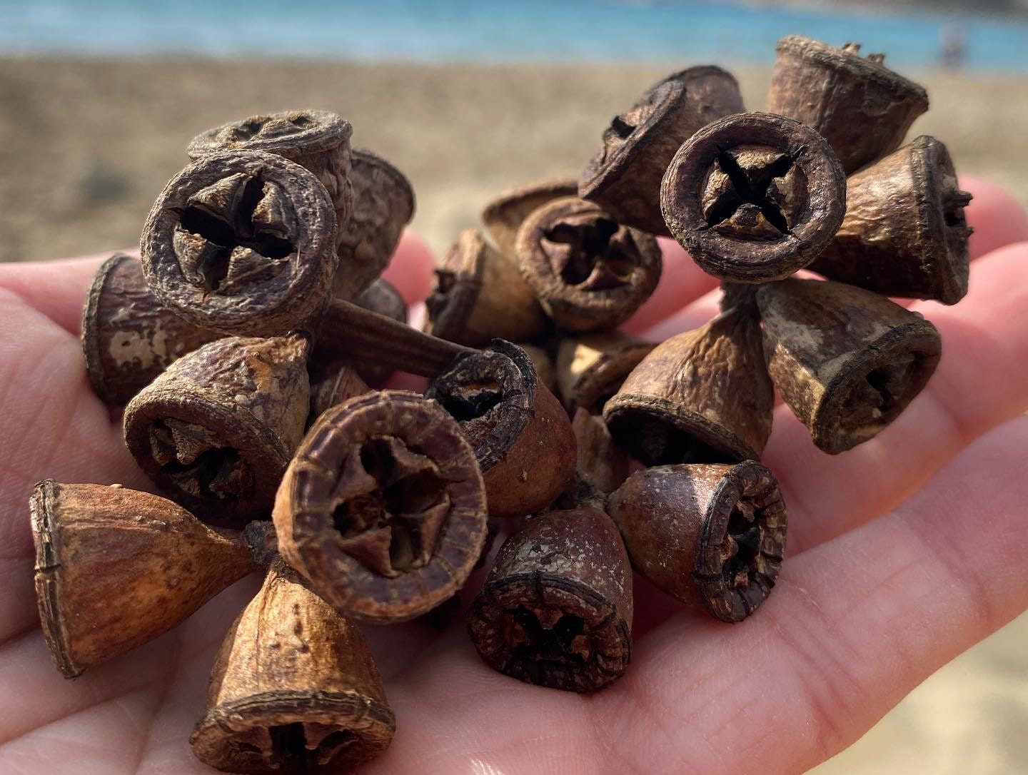 Eucalyptus Seed Pods Eucalyptus Pods Christmas Decorations Etsy