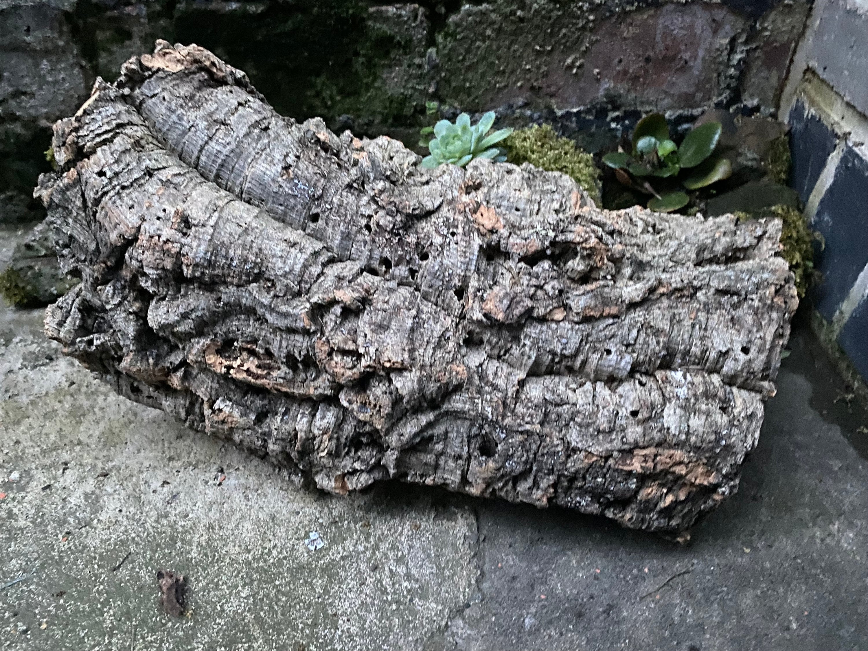 Pretty Unique Natural Cork Bark, Cork Bark, Cork Bark Pieces, Natural