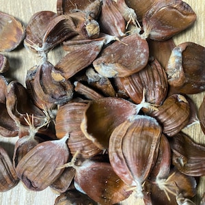 Dried seed pods for decorations, Not Suitable for eat, Christmas Decorations, Natural dried, decor, decor, natural vase filling, dried plant