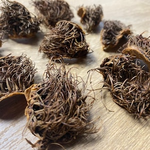 Cáscaras de castañas secas, cáscaras de castañas para decoraciones, decoración navideña, artesanía floral, recogidas a mano de la naturaleza, cáscaras de pieles