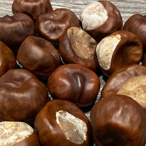 Dried horse chestnuts, chestnuts for decorations, Christmas decoration, Floral craft, Handpicked from Nature, Chestnuts