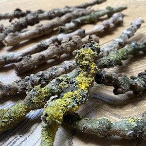 Bundle of 10 dried unique twigs for crafts, natural branches, mossy branches, unique branches for decor, DIY crafts supply