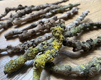 Mazzo di 10 rametti secchi unici per artigianato, rami naturali, rami muschiosi, rami unici per decorazioni, forniture per artigianato fai da te