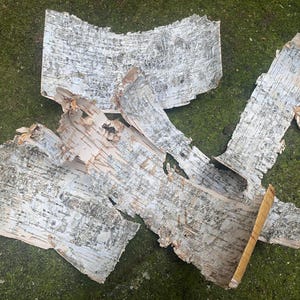 Natural birch bark sheet, Natural birch bark, bark from forest, Natural birch barks, florist supplies, Birch Tree Bark Sheets, natural bark