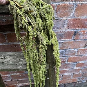 Green Preserved Hanging Amaranthus, Preserved Amaranth, natural preserved amaranth, hanging amaranth, natural home decor, unique