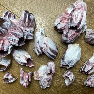 Puede incluir: Una colección de 16 conchas marinas en varios tonos de rosa y blanco. Las conchas son lisas y tienen una textura natural y orgánica.