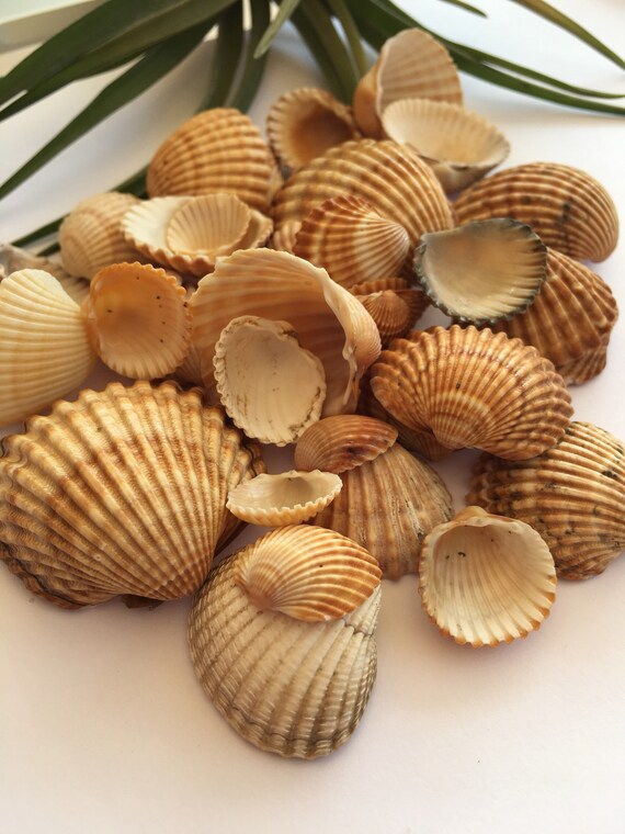 Mediterranean Sea Shells Beach Home Decor Terrarium Decor Etsy