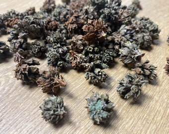 Dried seed pods for decorations, Not Suitable for eat, Christmas Decorations, Natural dried, decor, decor, natural vase filling, dried plant