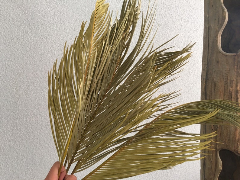 5 Dried Sago Palm Leaves dried curly branches flora Palm ...