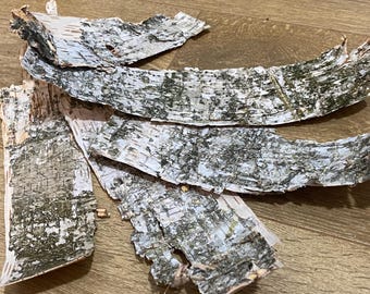 Hoja de corteza de abedul natural, corteza de abedul natural, corteza del bosque, cortezas de abedul naturales, suministros de floristería, hojas de corteza de árbol de abedul, corteza natural