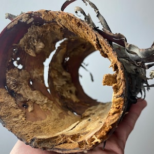 Wood tube, natural wood tube, Natural dried decor, terrarium decor, vivarium decor, Reptile Terrarium, unique wood tube with a hole