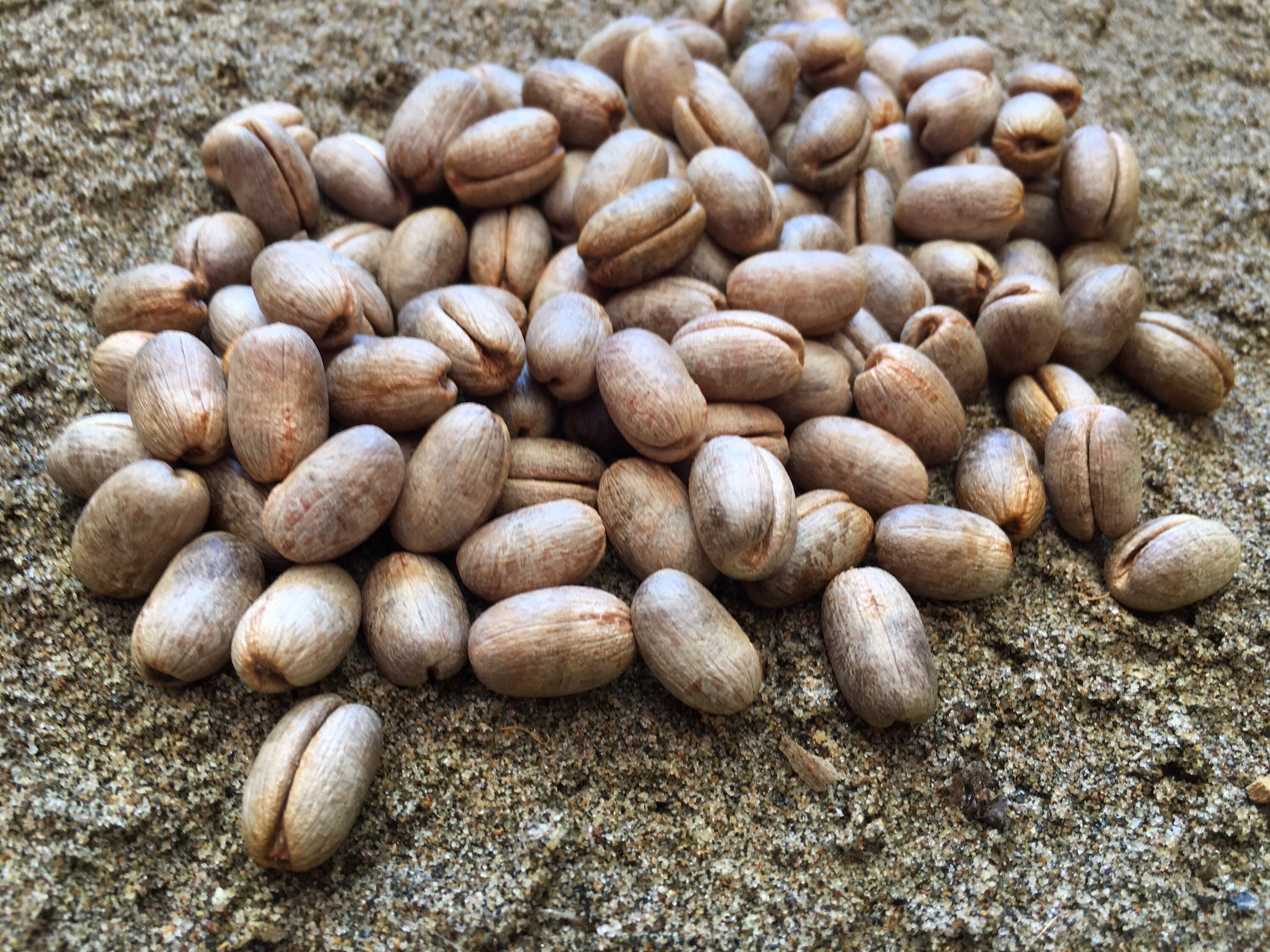 Dried date seeds for decorations Not Suitable for eat Etsy