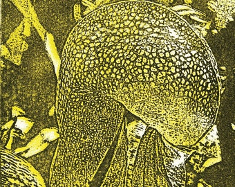 Lirio cobra (Darligtonia californica) Grabado solar en dos colores