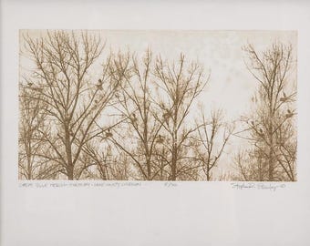 Gran garza azul Heronry, condado de Lane, Oregón