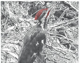 Pileated Woodpecker #2 (Grabado en placa solar más acuarela a mano)