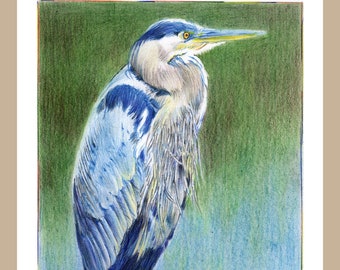 Gran garza azul (juego de 4 tarjetas de felicitación en blanco)