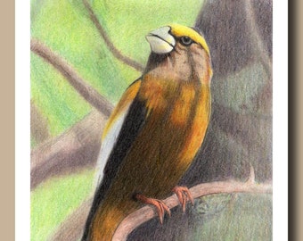 Evening Grosbeak (Juego de 4 tarjetas de felicitación en blanco)