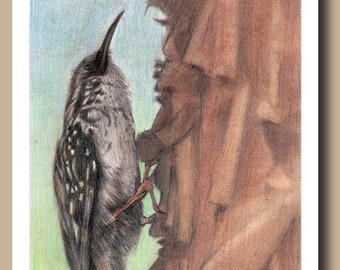 Brown Creeper (Juego de 4 tarjetas de felicitación en blanco)