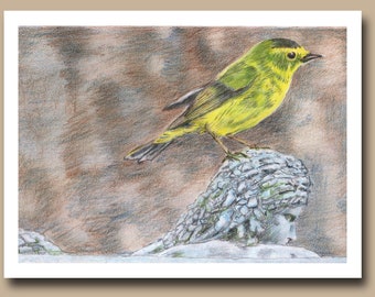 Reinita de Wilson (juego de 4 tarjetas de felicitación en blanco)