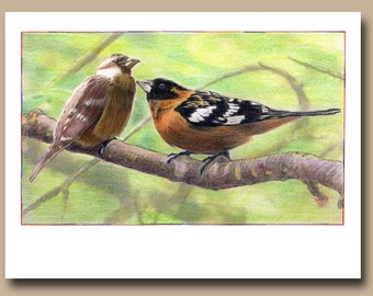 Picogros de cabeza negra (juego de 4 tarjetas de felicitación en blanco)