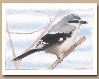 Alcaudón Norteño (Juego de 4 tarjetas de felicitación en blanco)