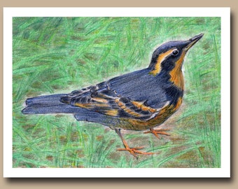 Zorzal variado (juego de 4 tarjetas de felicitación en blanco)