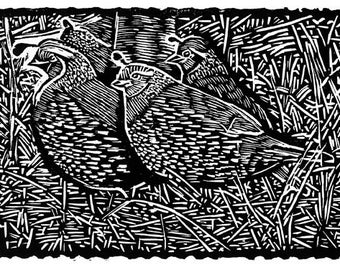 Codorniz de California (grabado en madera)