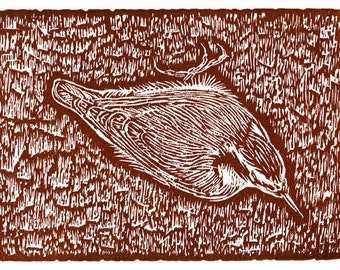 Trepador de pecho rojo (grabado en madera)