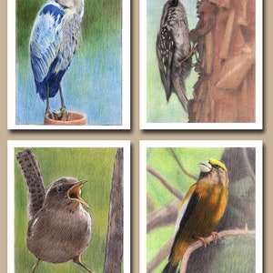 Wild Birds Collection Three (Set of 4 Blank Greeting Cards)