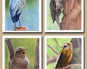 Colección de aves silvestres número tres (juego de 4 tarjetas de felicitación en blanco)