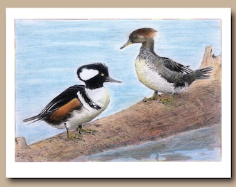 Mergansers encapuchados (juego de 4 tarjetas de felicitación en blanco)