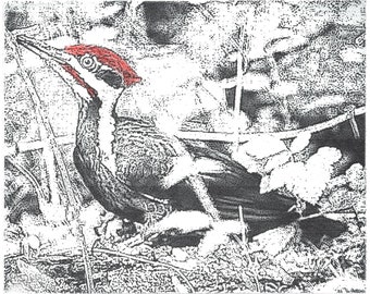 Pájaro carpintero (Grabado en placa solar más acuarela a mano)