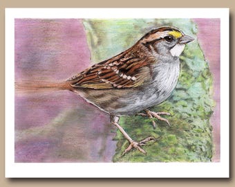 Gorrión de garganta blanca (juego de 4 tarjetas de felicitación en blanco)