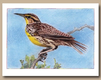 Western Meadowlark (juego de 4 tarjetas de felicitación en blanco)