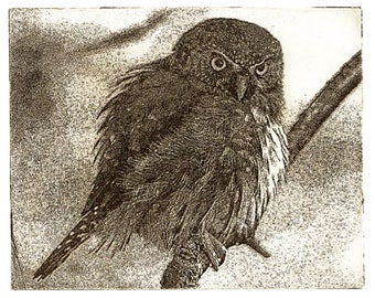 Búho pigmeo del norte (grabado en placa solar)