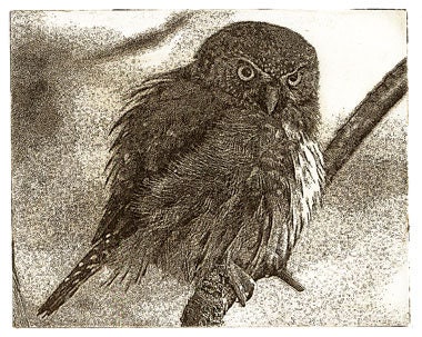 Northern Pygmy Owl (Solar Plate Etching)