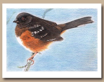 Towhee moteado (hembra) (juego de 4 tarjetas de felicitación en blanco)