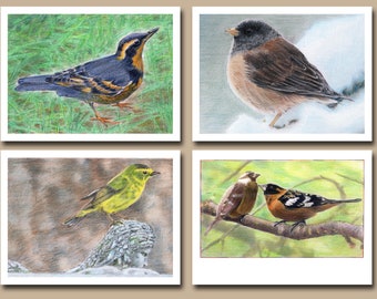 Colección de aves silvestres, dos (juego de 4 tarjetas de felicitación en blanco)