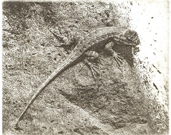 Lagarto de cerca (grabado de placa solar)
