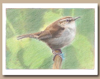 El reyezuelo de Bewick (juego de 4 tarjetas de felicitación en blanco)