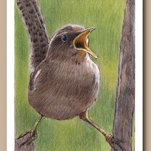 Troglodyte des marais (lot de 4 cartes de voeux vierges)