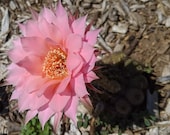 Echinobivia echinopsis hybrid quot Rainbow Bursts quot - Live Cactus growing in 4 quot pots